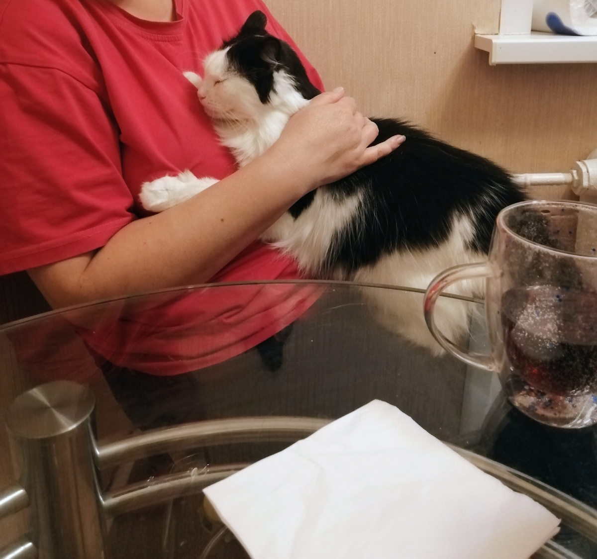 Прошу прощения за очень домашнее фото. Его не собиралась никуда выкладывать. Я тут как куча сижу. А другого фото такого нет. Это дочка меня сфоткала в выходные. Очень хочется поделиться, как Лизонька меня обнимает. Она ведь не просто на коленки забирается. Кошь лапы раскидывает и старается меня обхватить максимально 😂 Как думаете, она счастлива у нас? 