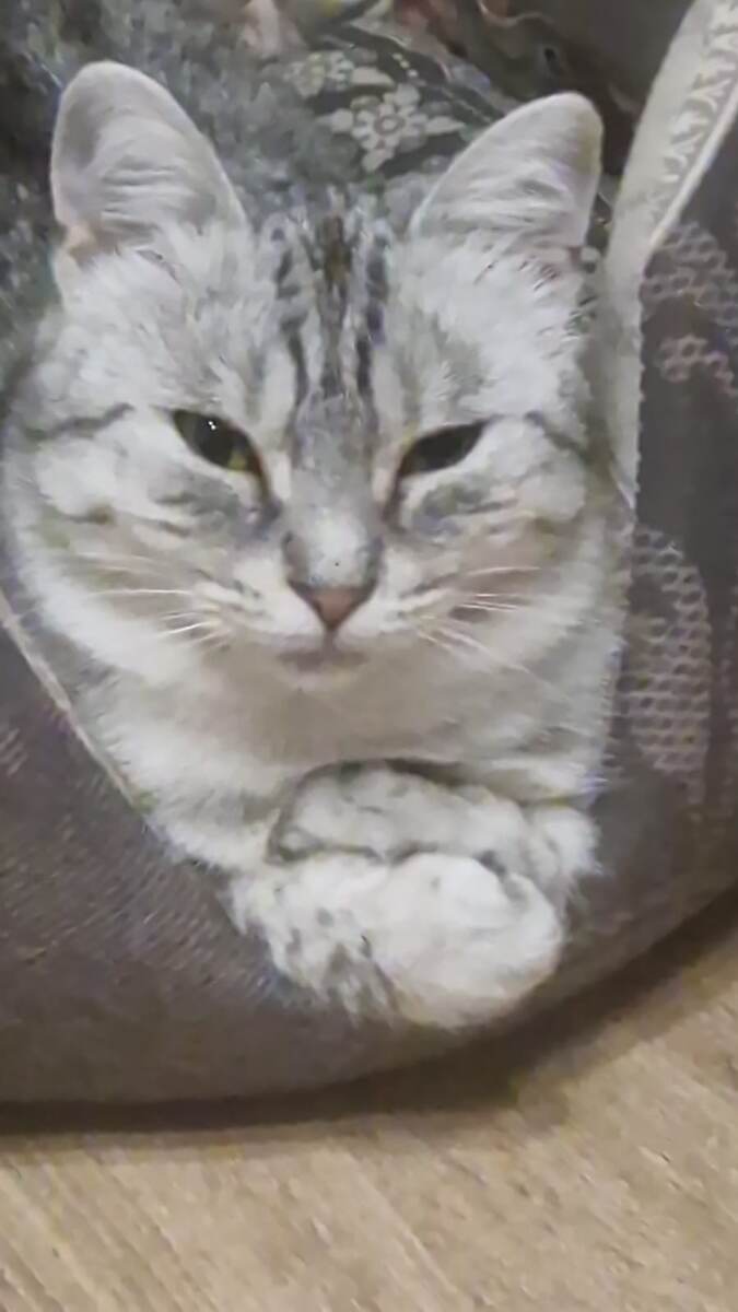 Лапки! Смотрите, как складывает лапки!