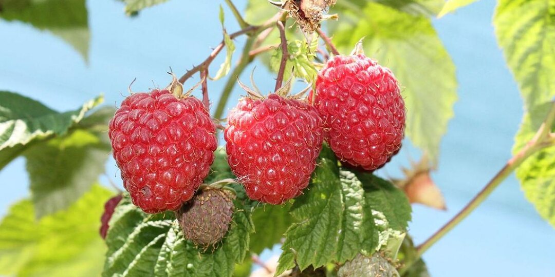 Один куст — ведро ягод: вот как малина заставляет садоводов переписывать планы