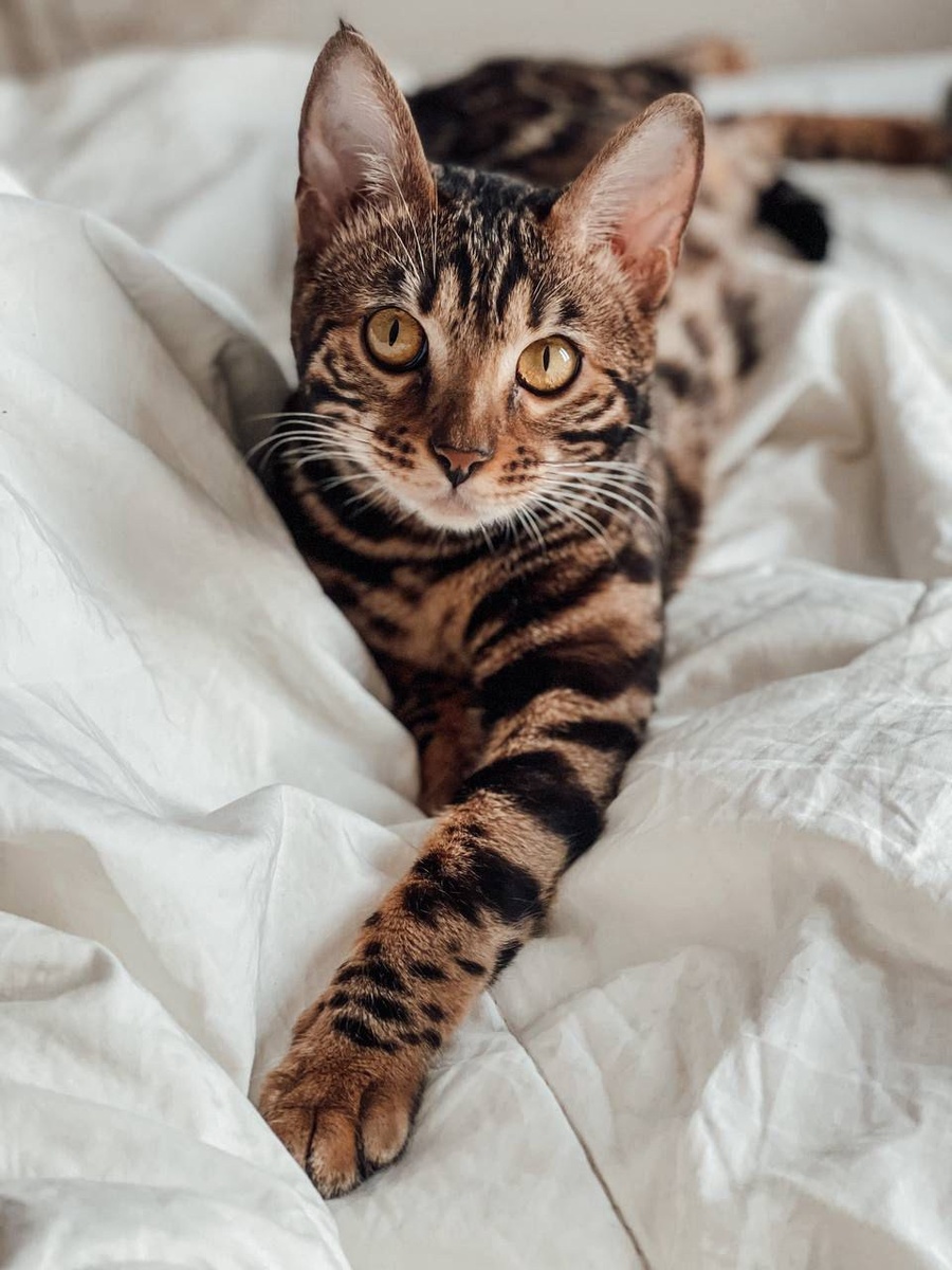 Красота, милота и умнота