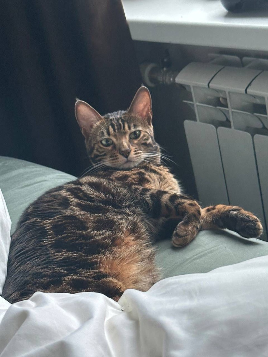 Мини-леопард