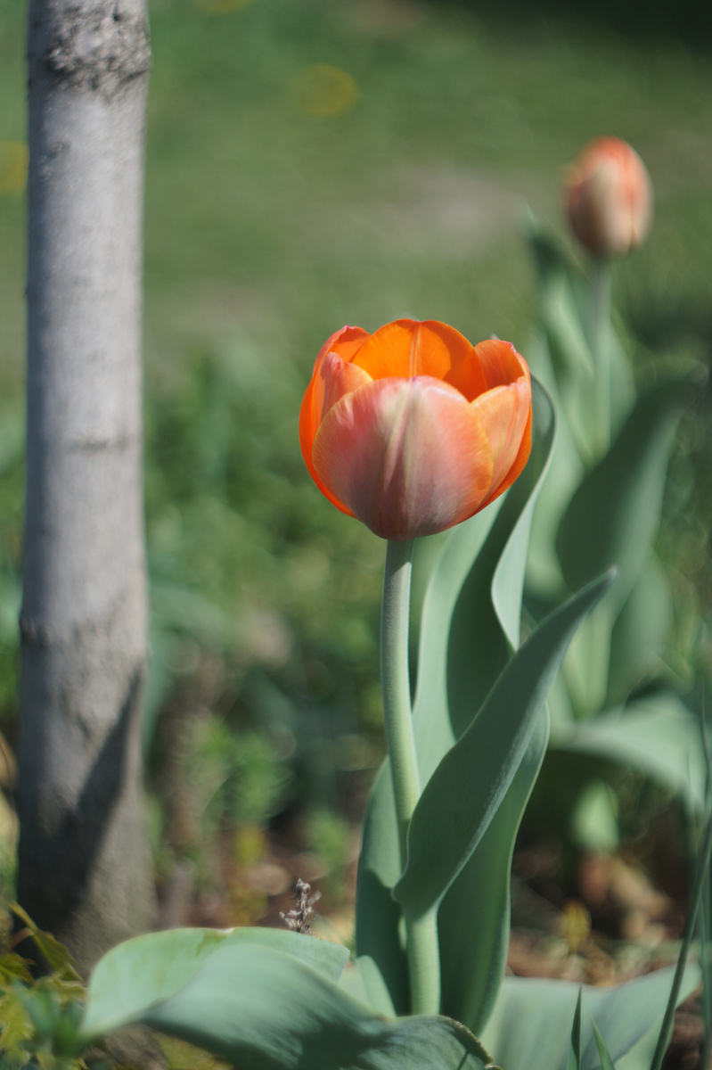 в начале роспуска