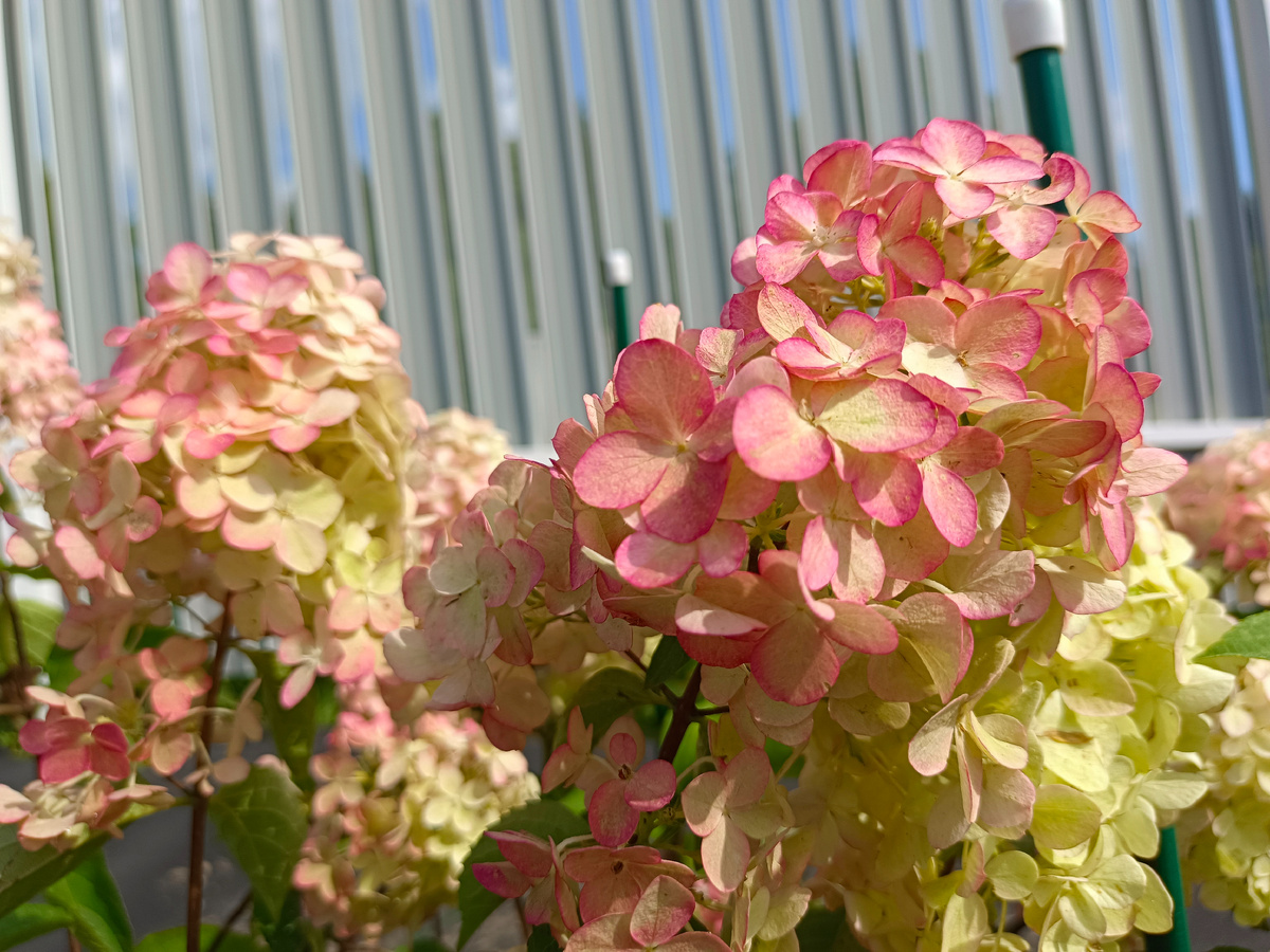 "Фрайз Мельба"