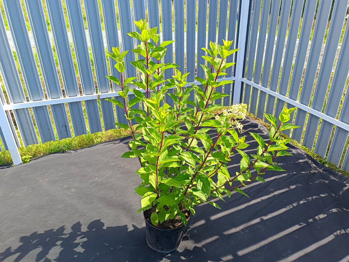 "Строберри Блоссом"