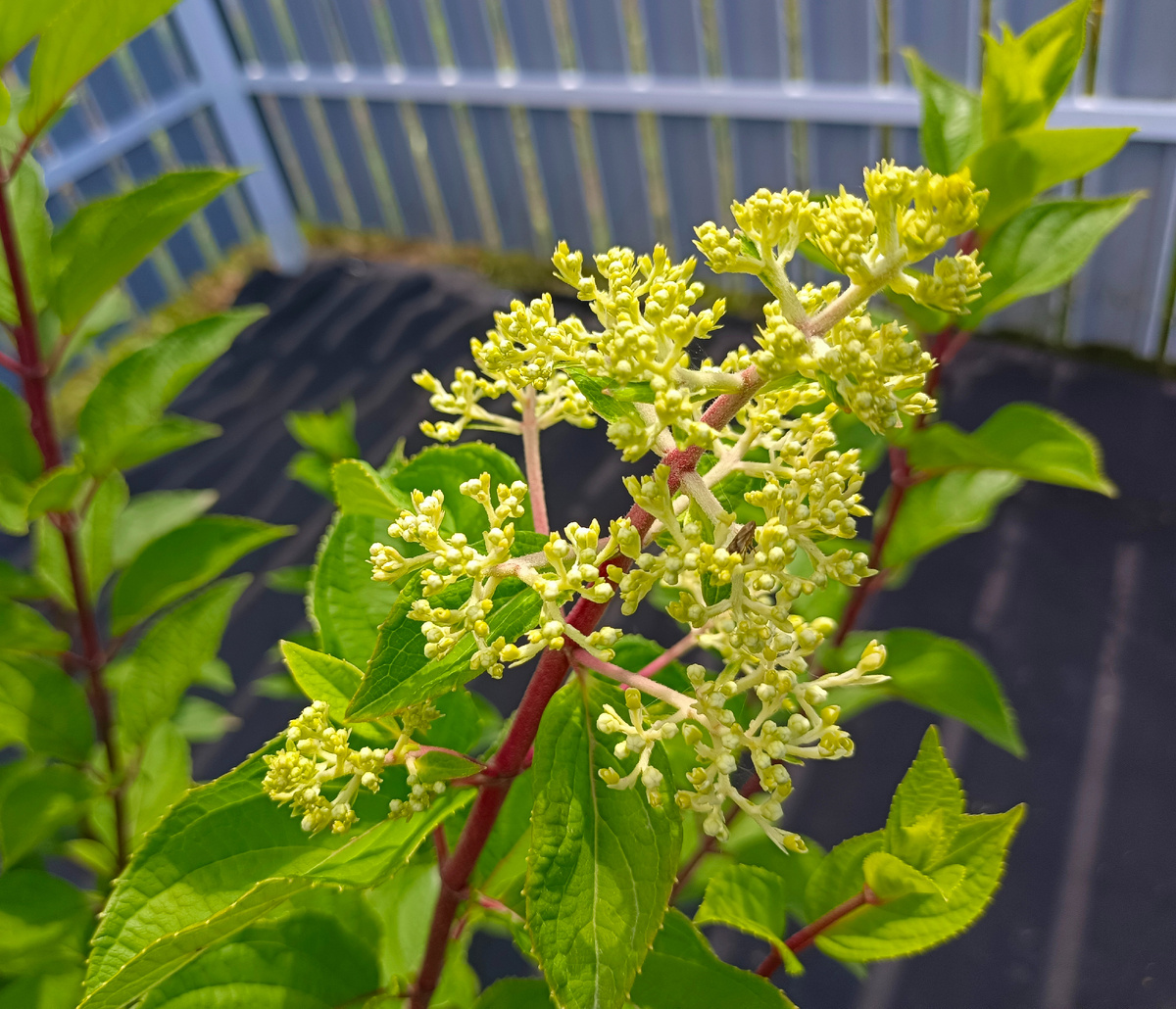 "Строберри Блоссом"