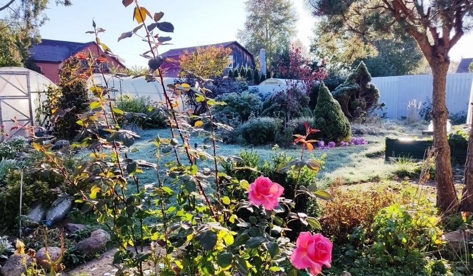 Вопрос перед зимовкой розы: нужно ли обязательно обрезать листья?