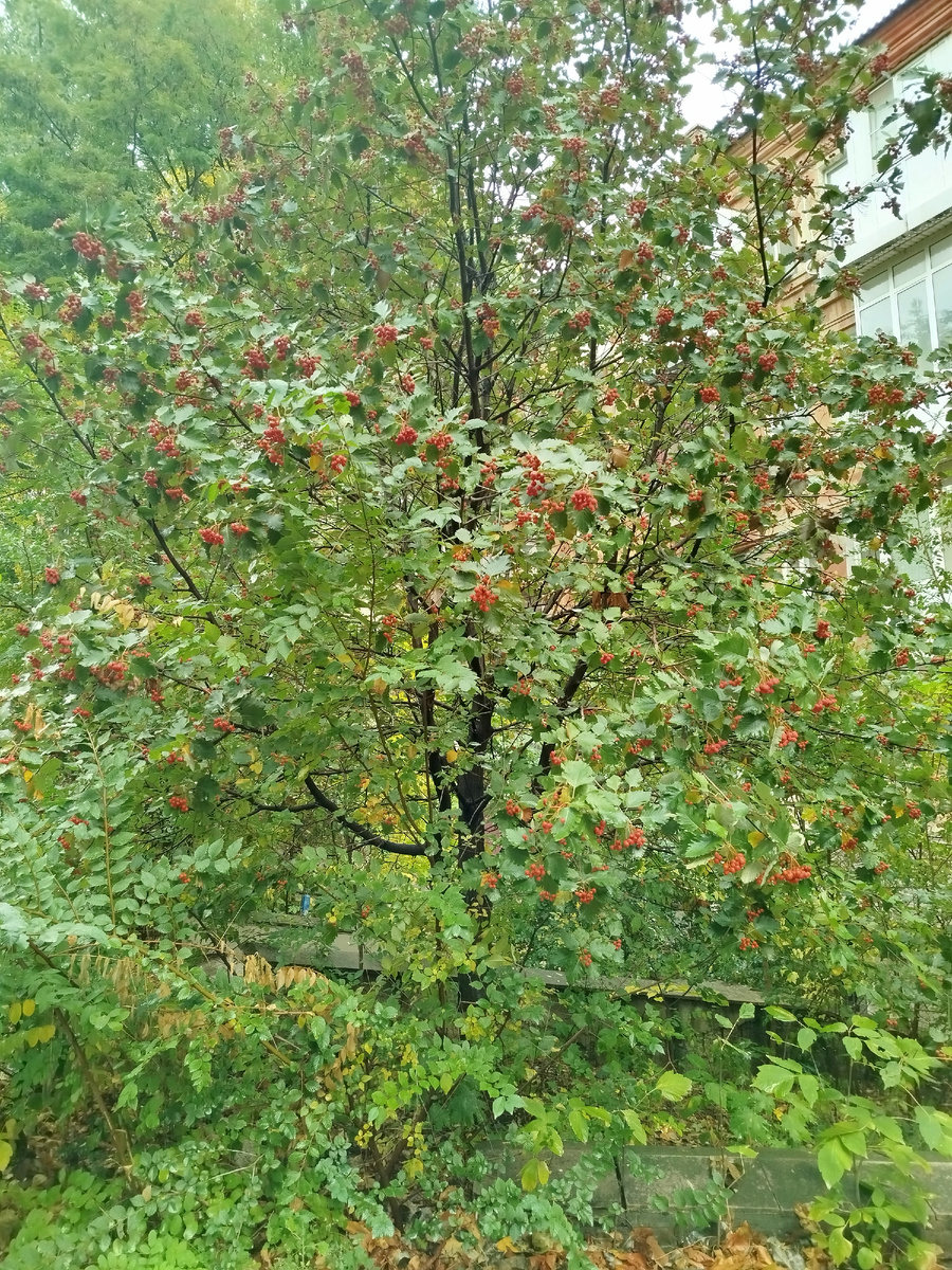 Осенняя рябина.