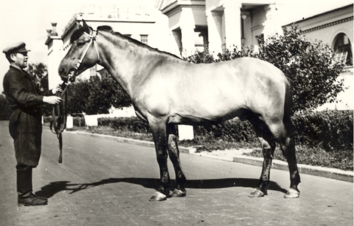 Жеребец Зелень, 1949 г.р. (Гудок – Звезда), линия Михая, производитель Удмуртской ГЗК (1954-1956 гг.), аттестат II степени на ВСХВ 1957 г.