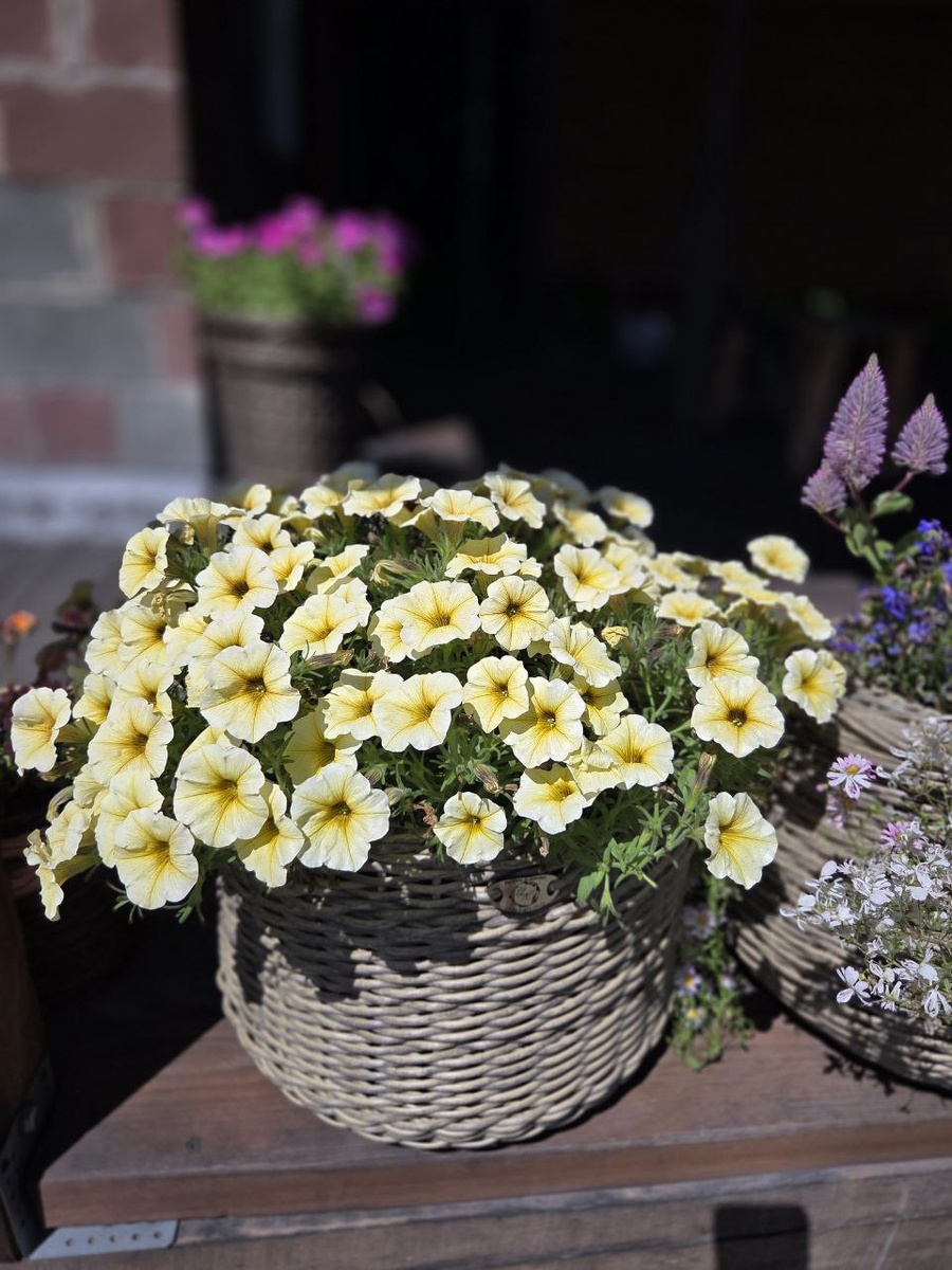 French Vanilla в кашпо