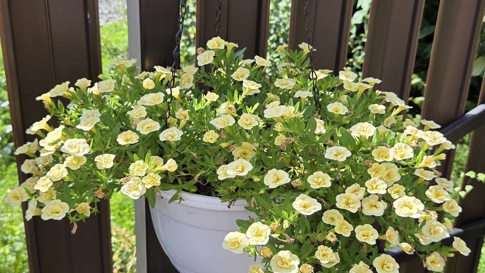 Самое удачное цветение однолетников в 2025 г.