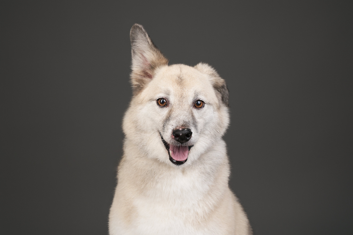 Собака небольшого размера, но огромного очарования по имени Грина ищет любящих хозяев