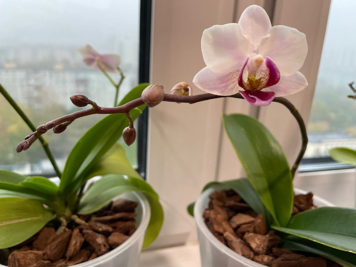 Льюис Трипринс сейчас зацвела, октябрь 2025