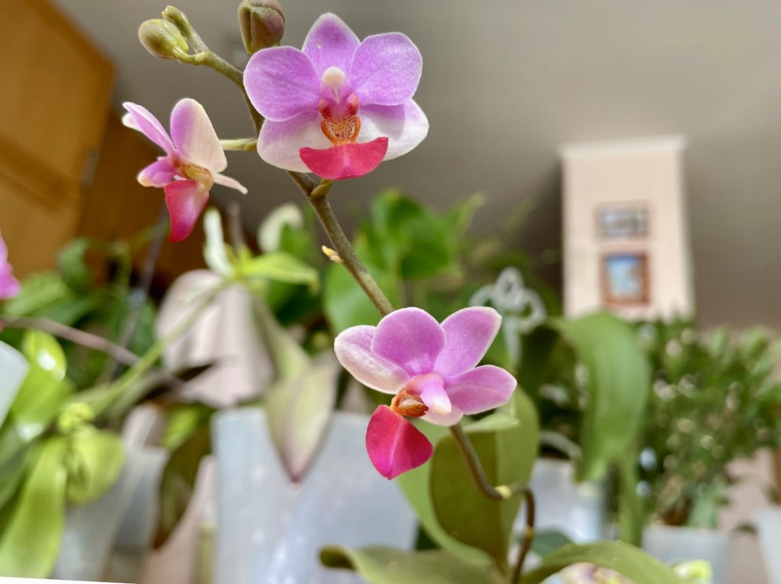 А так она цвела в мае 2023, Льюис Трипринс