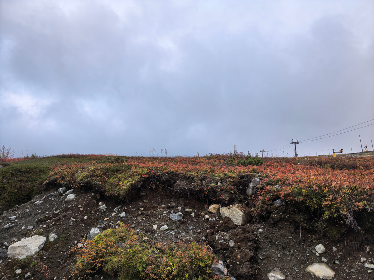 Осенний пейзаж тундры