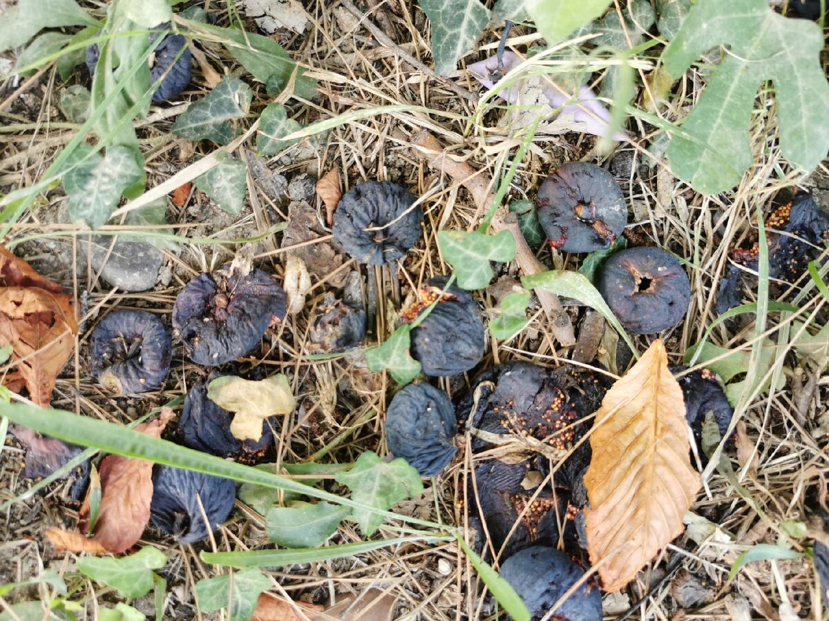 Осень...  Опавший инжир свялился на солнце...  Вот так и некоторые блогеры-урюки... 