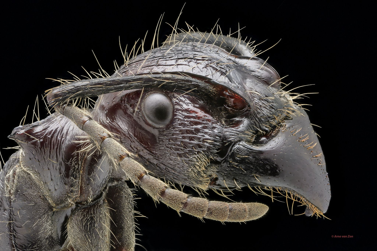 Мошка гнус под микроскопом