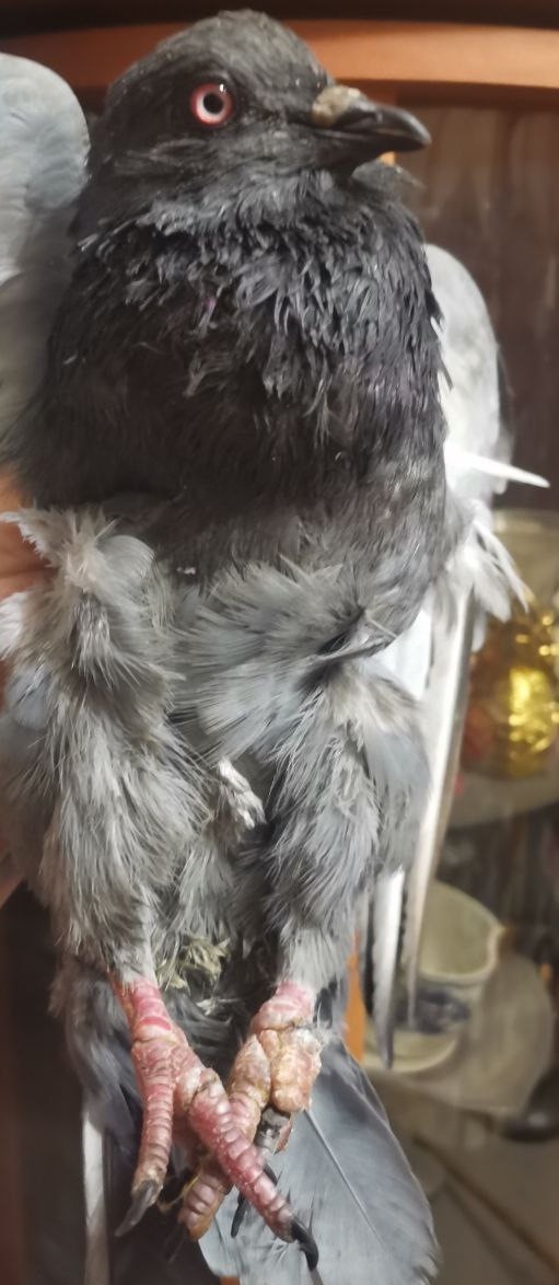 Это 9-й голубь, прилетевший за помощью, В городе уже больше двух лет орудует садист, который ловит птиц, плотной нитью на несколько раз перетягивает каждый палец, чтоб развился некроз. И еще связывает лапы между собой. Тогда гуль ползет на крыле по земле.