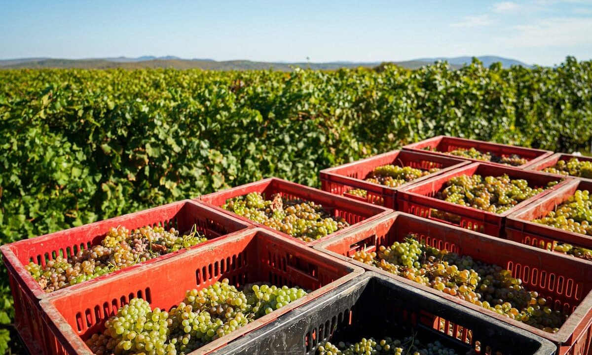    Фото пресс-службы администрации Краснодарского края