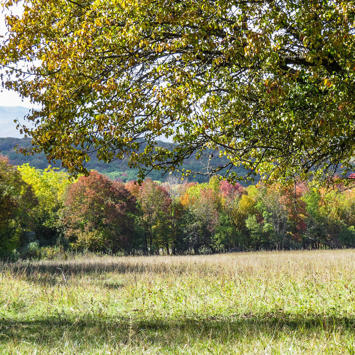 Окрестности хутора Весёлый. 