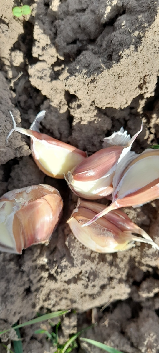 Не пригодные для посадки зубчики