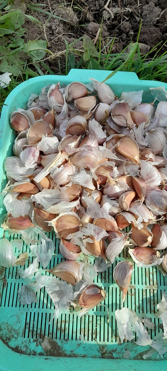 Хорошие зубчики