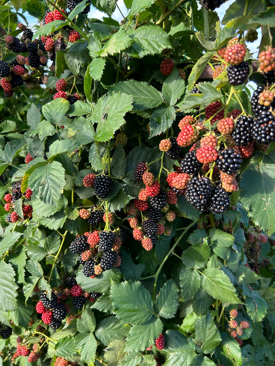 Урожай ежевики в нашем саду. Фото Мой второй сад