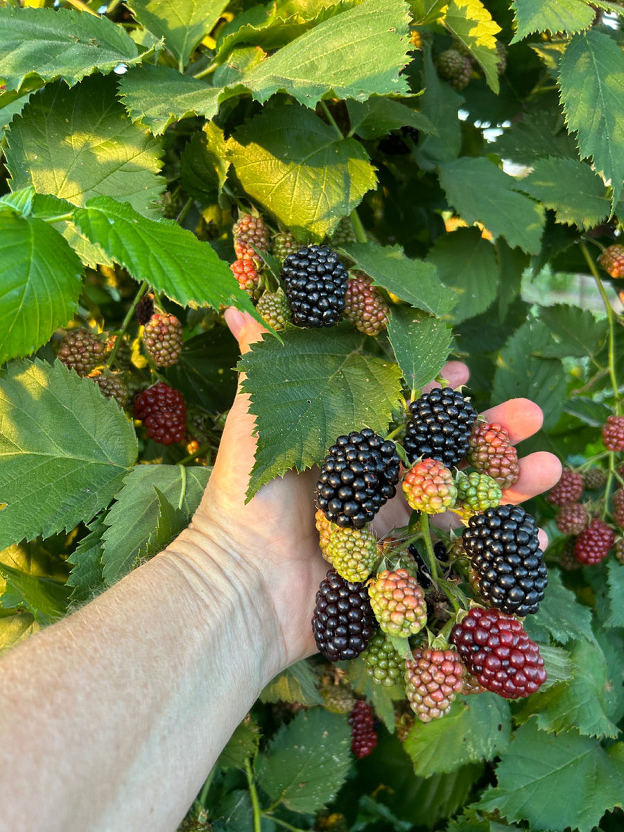 И снова хороший урожай. Фото Мой второй сад