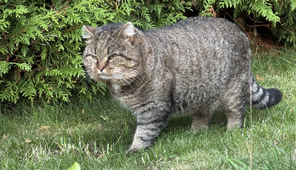 Лесной кот Барсик