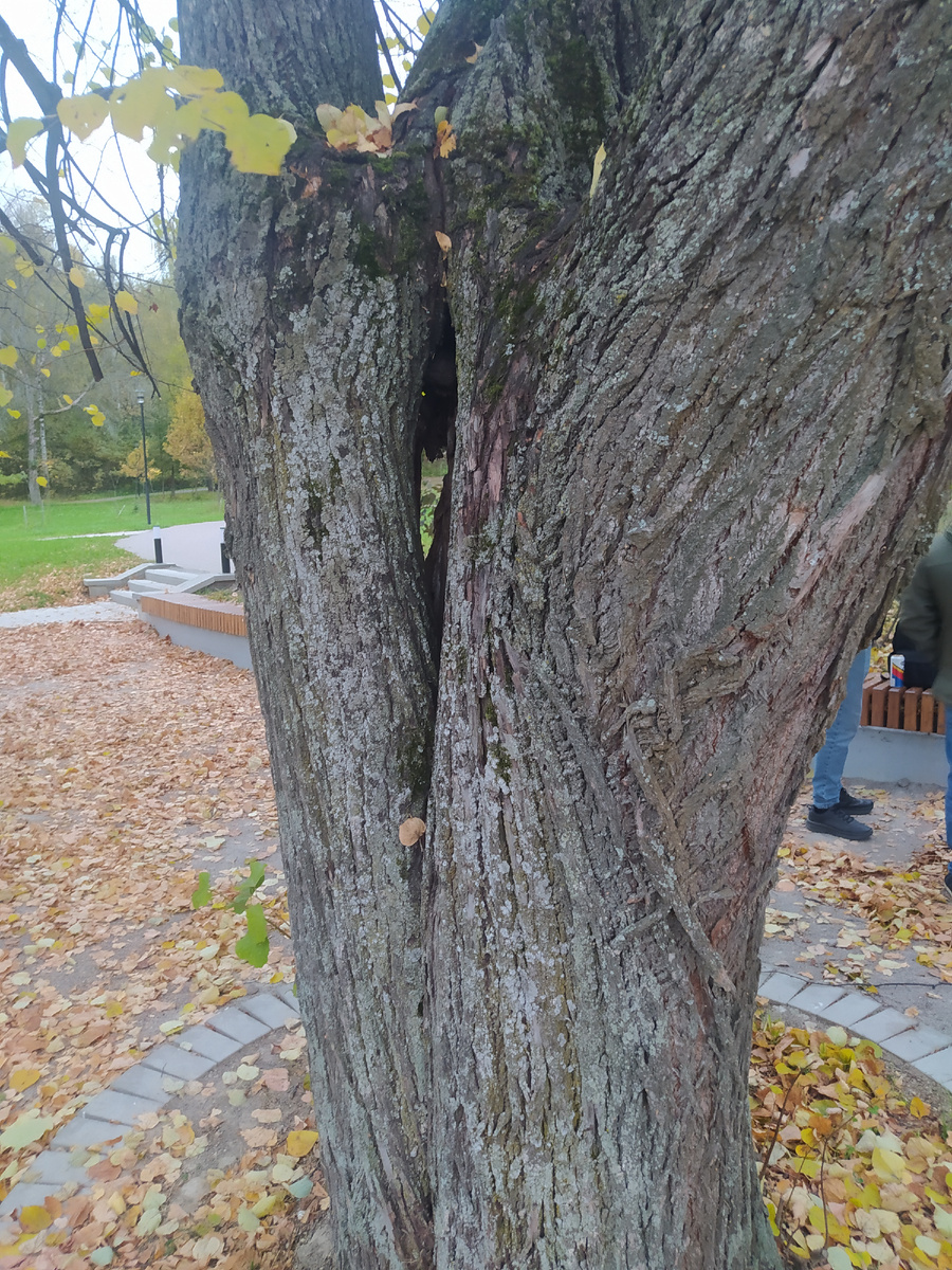 На прогулке нашли дерево со сквозным дуплом в виде сердечка