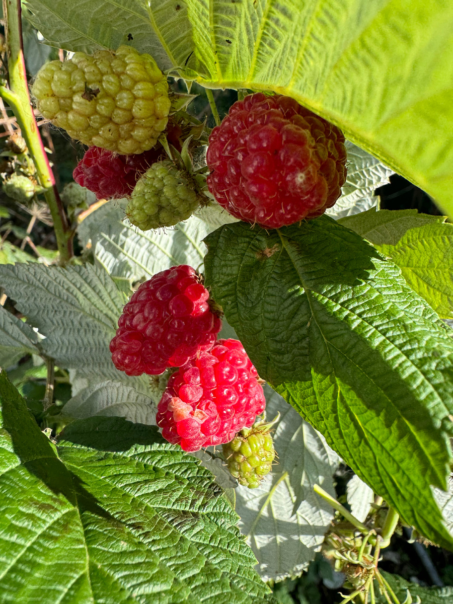 Последняя малина, октябрь 2025