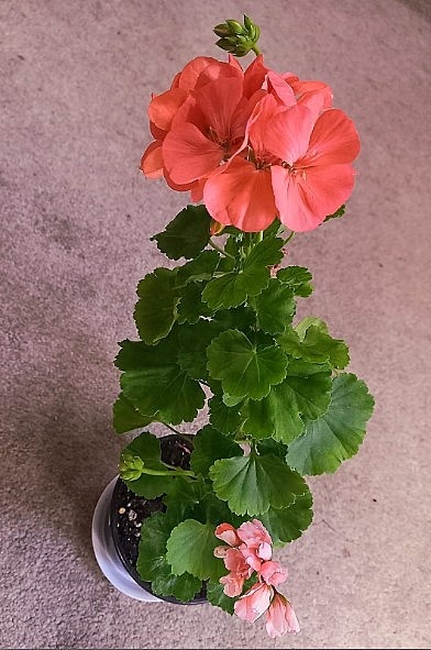 Мария-Луиза сегодня.