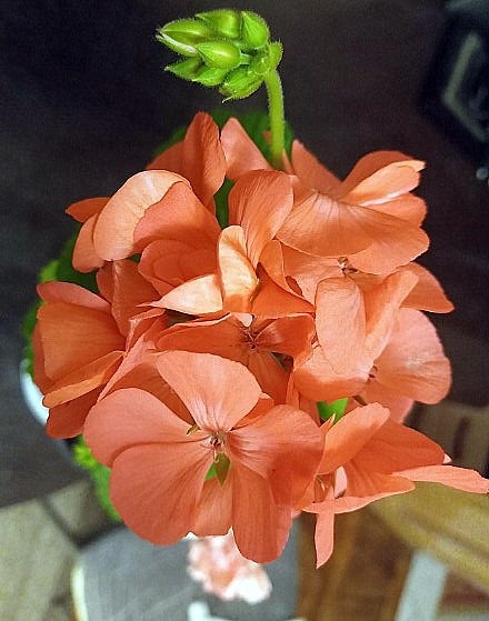 Простая деаушка Мария, да ещё с будущим пополнением.