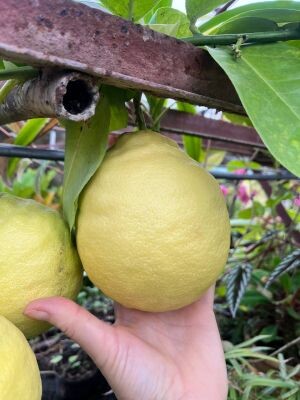    Фото: Ботанический сад имени профессора Б. М. Козо-Полянского