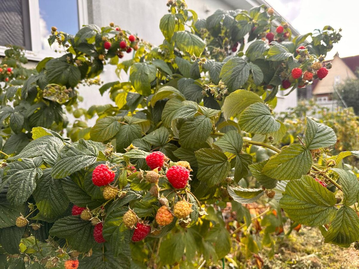 Малина в октябре