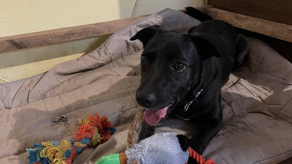 Свой третий день рождения этот пёс встретил бездомным, но с подарками