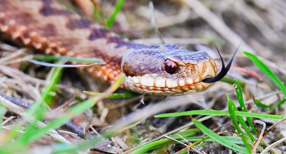Ядовитая гадюка укусила пьяного мужчину и умерла от количества алкоголя