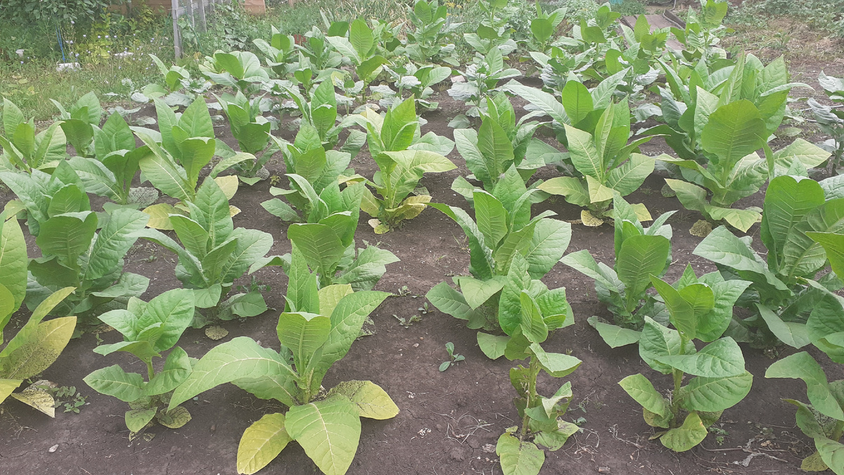 Выращиваем в открытом грунте (Рязанская область)