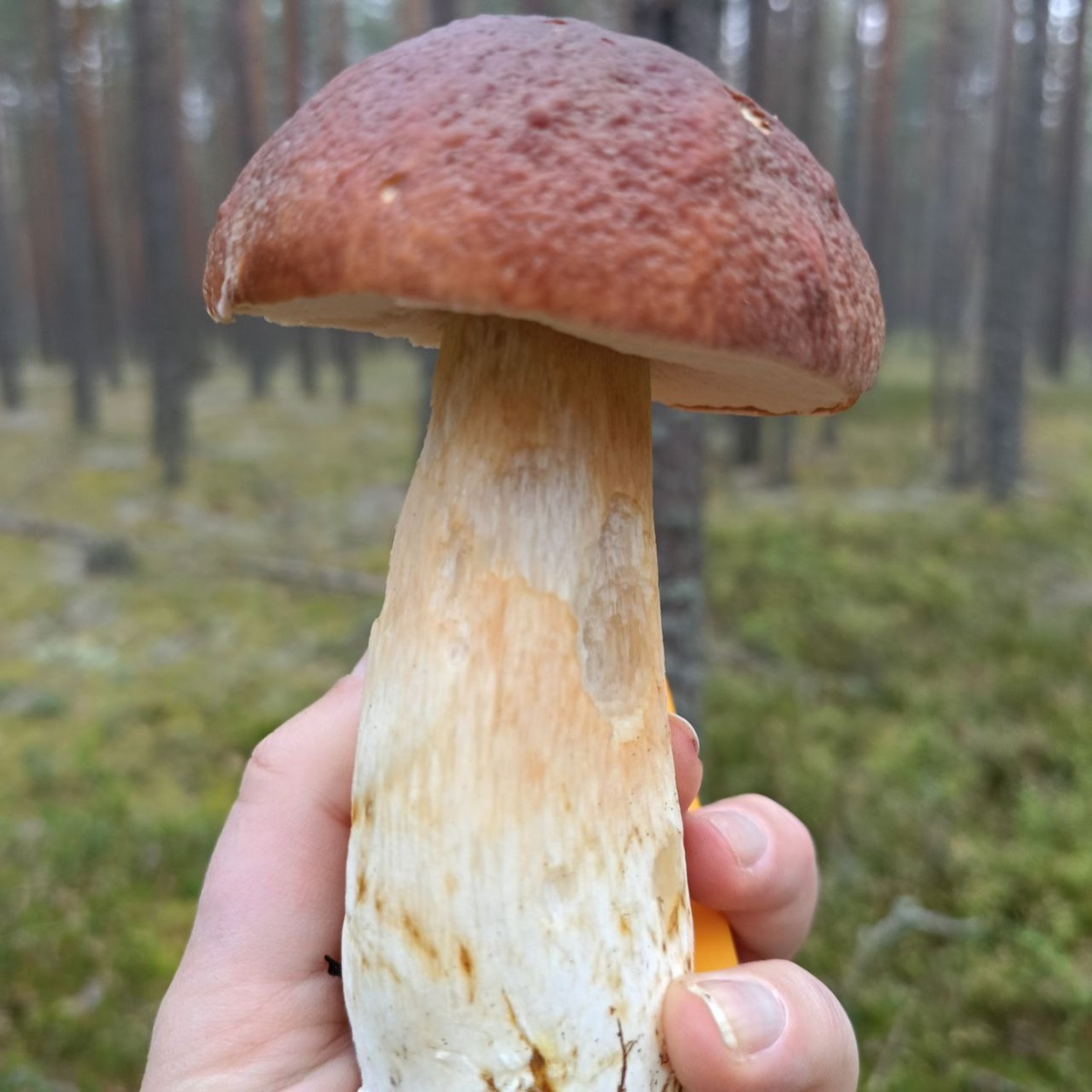 Король осеннего бора — крепыш с толстой ножкой! Боровик, Климово, Ленинградская область, 4.10.2025