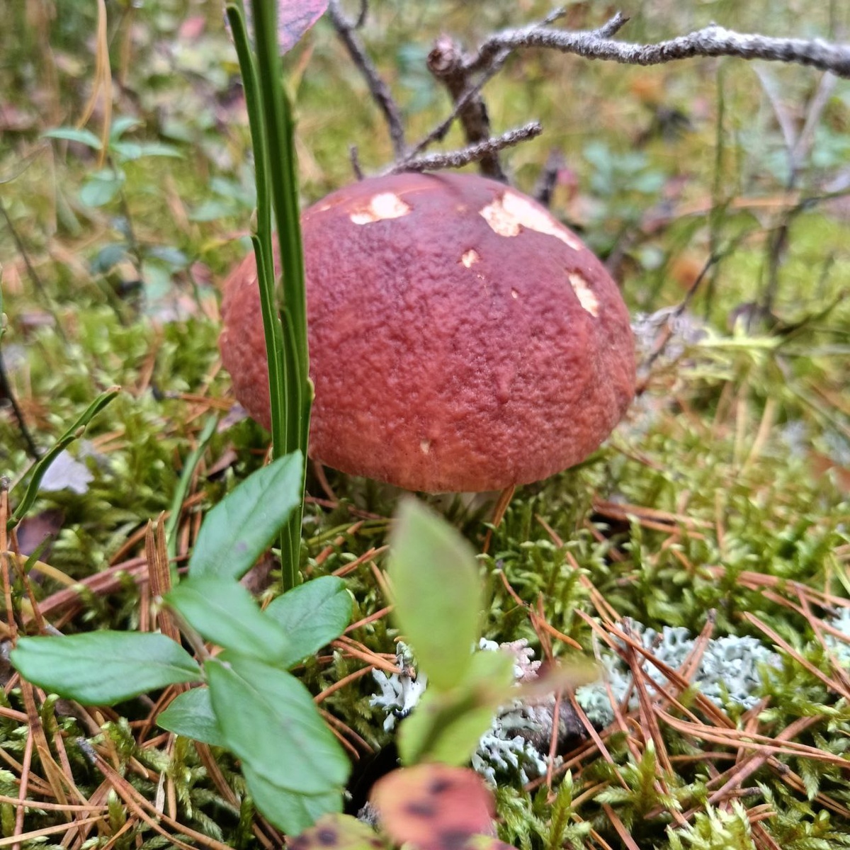 Последний из могикан грибного сезона 2025 — боровик с характером. Октябрь 2025, Грибы Ленинградской области