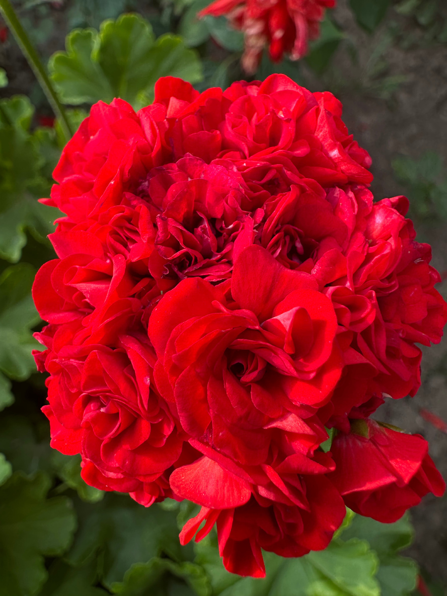 Моя безымяшка