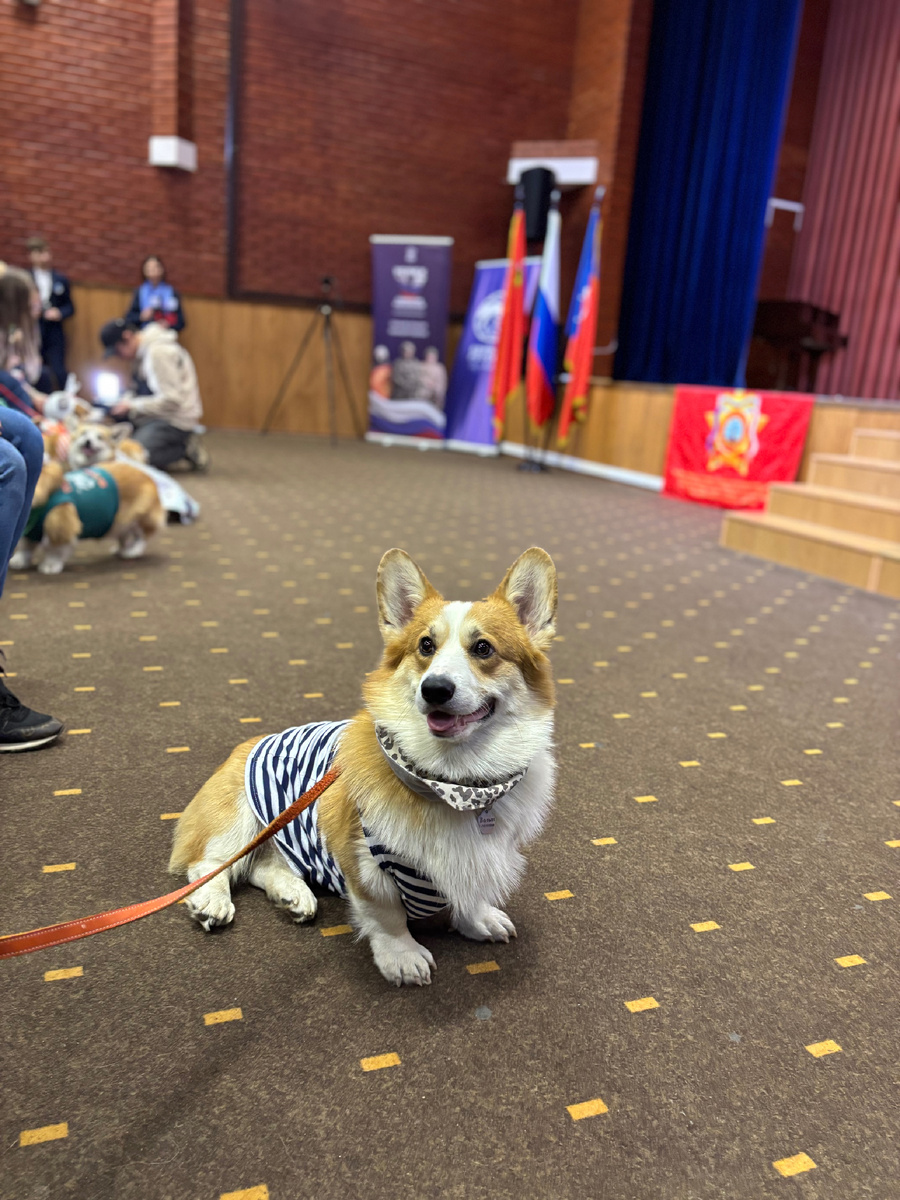 Корги слушают