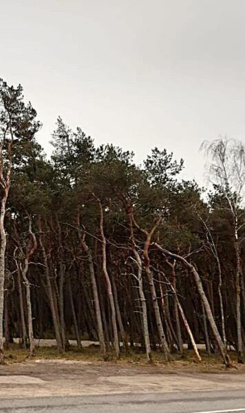    Первое, что поразило на косе — сосны, поражающие своей тщедушностью Фото: Анна Табаева, личный архив