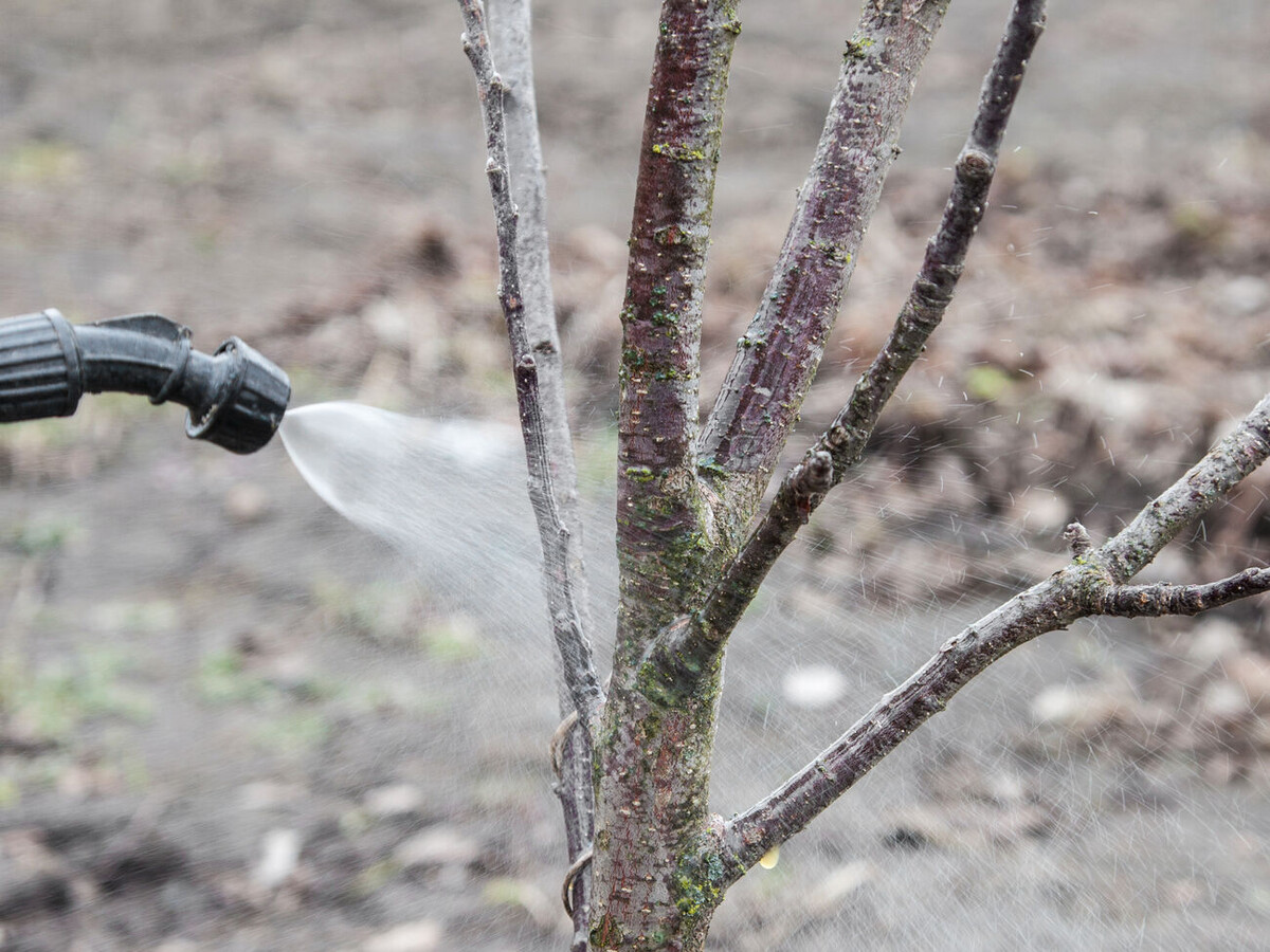 Опрыскивание дерева