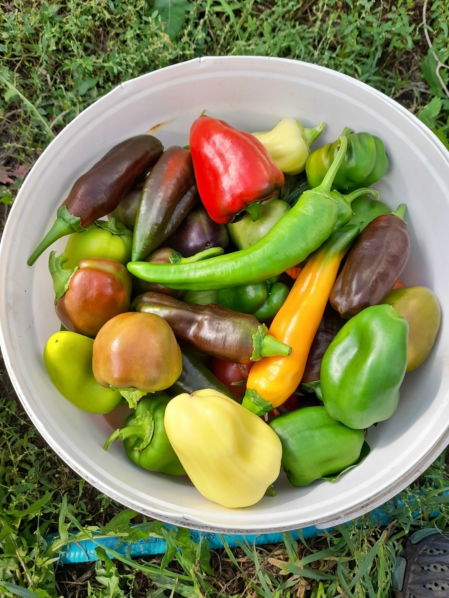 Перчики в сентябре