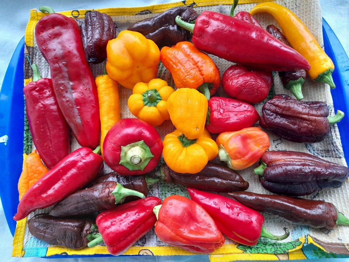 Ассорти сладких перцев