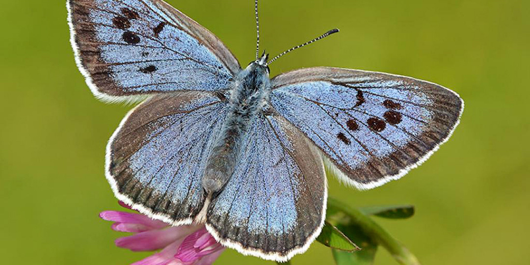 Супершпион мира насекомых