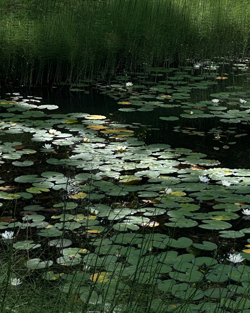 Совместные поездки загород — наша многолетняя традиция
