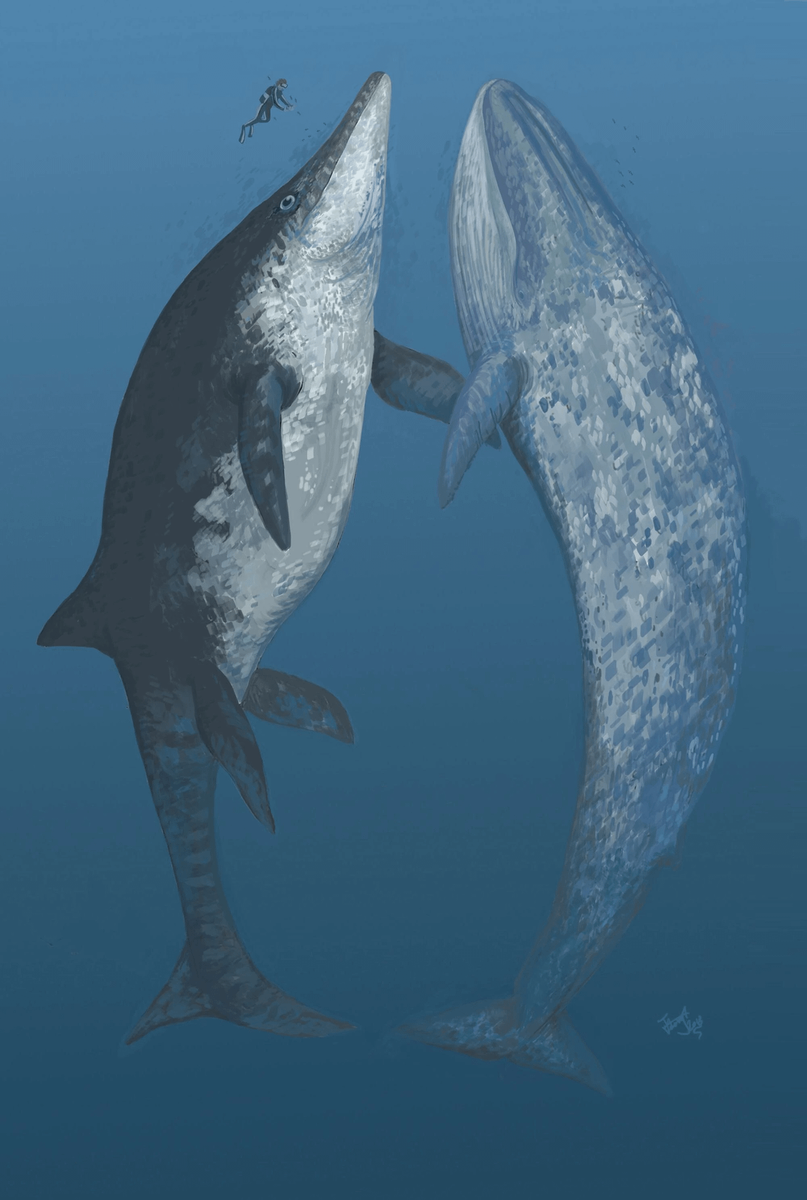 Ихтиотитан и синий кит встретились.