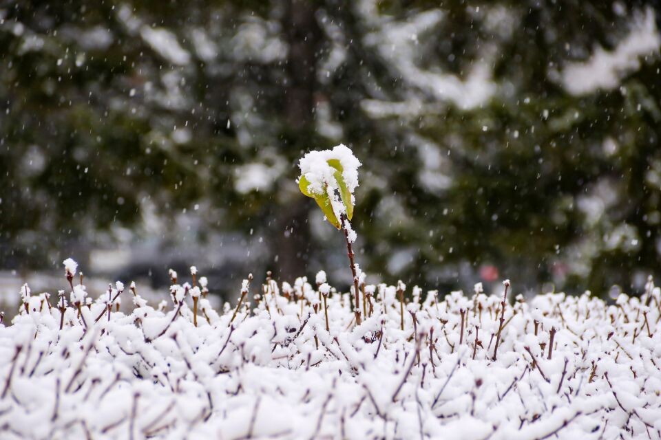    Снег в Барнауле, погода. Источник: Виталий Барабаш
