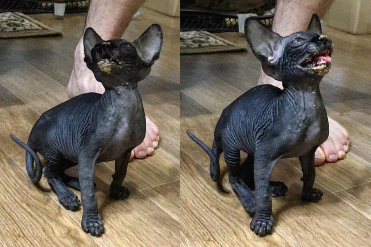 Такой Котя была в детстве: ныряла в миску с головой, съедала за секунды и истошно вопила с требованием продолжения